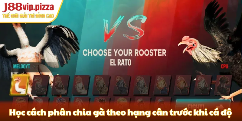 Học cách phân chia gà theo hạng cân trước khi cá độ