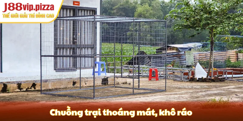 Cách nuôi gà đá - đảm bảo môi trường sống sạch sẽ, thoáng mát