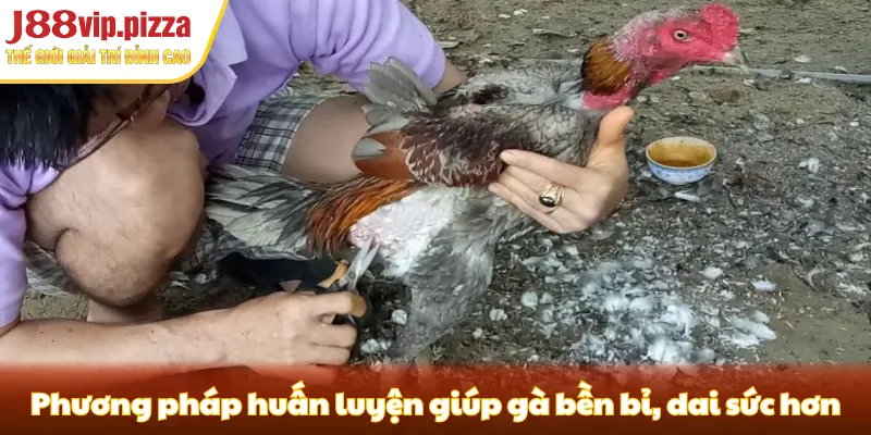 Phương pháp huấn luyện giúp gà bền bỉ, dai sức hơn