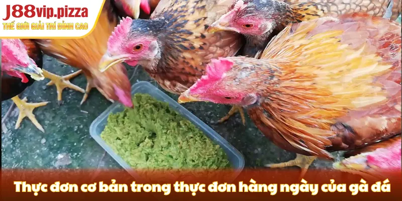 Thực đơn cơ bản cần bổ sung trong thực đơn hàng ngày của gà đá