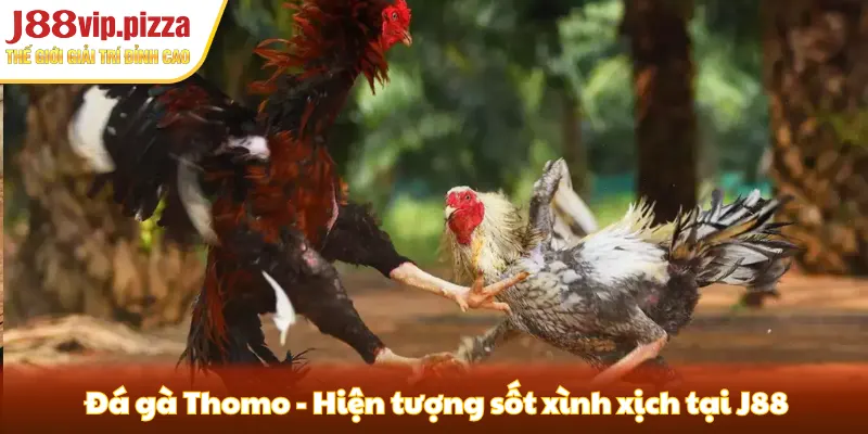 Đá gà Thomo - Hiện tượng sốt xình xịch tại J88