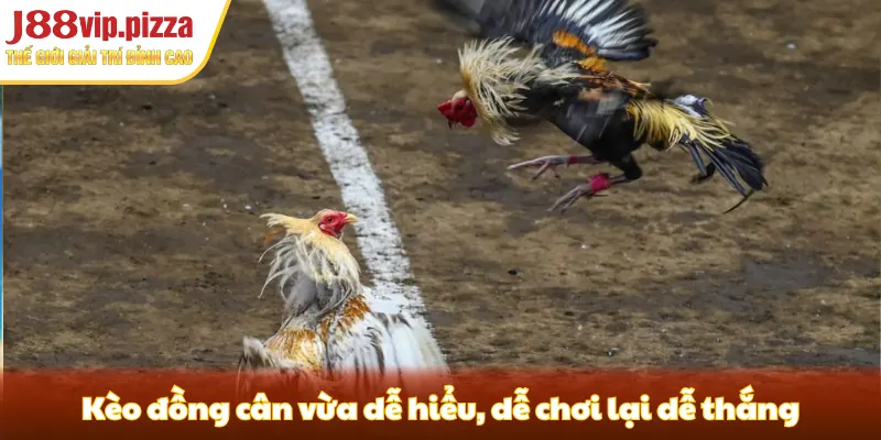 Kèo đồng cân vừa dễ hiểu, dễ chơi lại dễ thắng